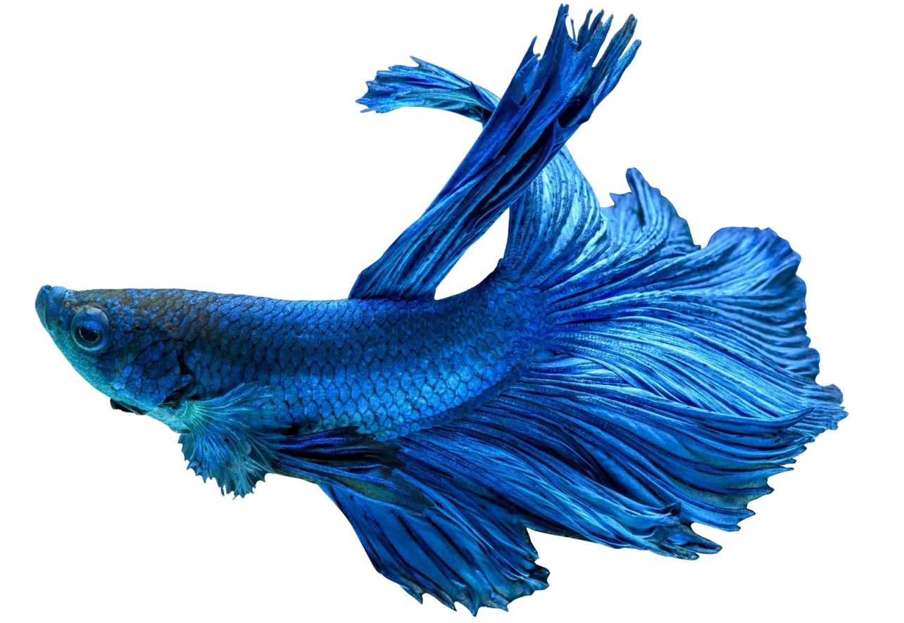 A blue fish is swimming in the water.