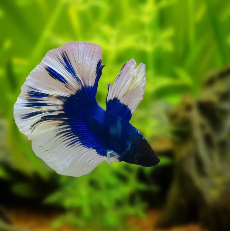 A blue and white fish swimming in an aquarium.