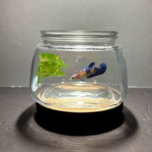 A fish bowl with two small fish inside of it.