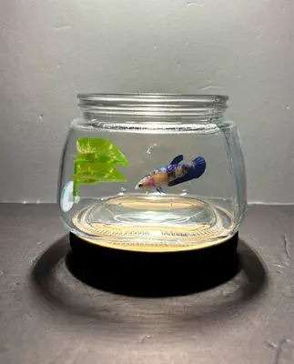 A fish bowl with two small fish inside of it.