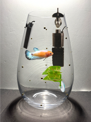 A fish in a glass bowl with some leaves