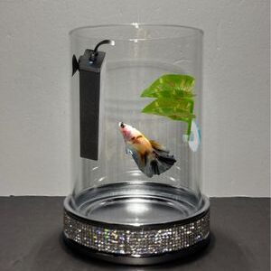 A glass vase with some fish inside of it