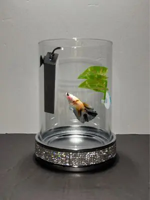 A glass vase with some fish inside of it